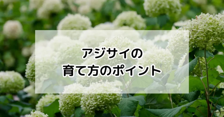 アジサイの育て方