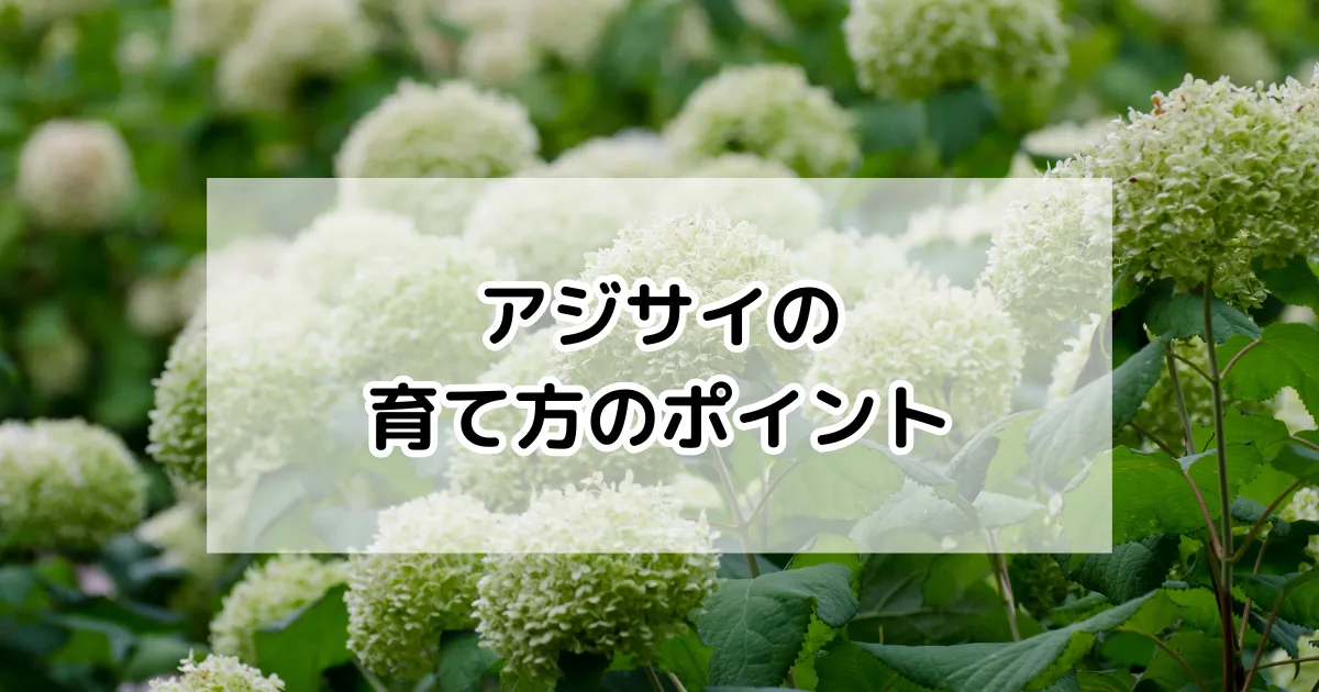 アジサイの育て方