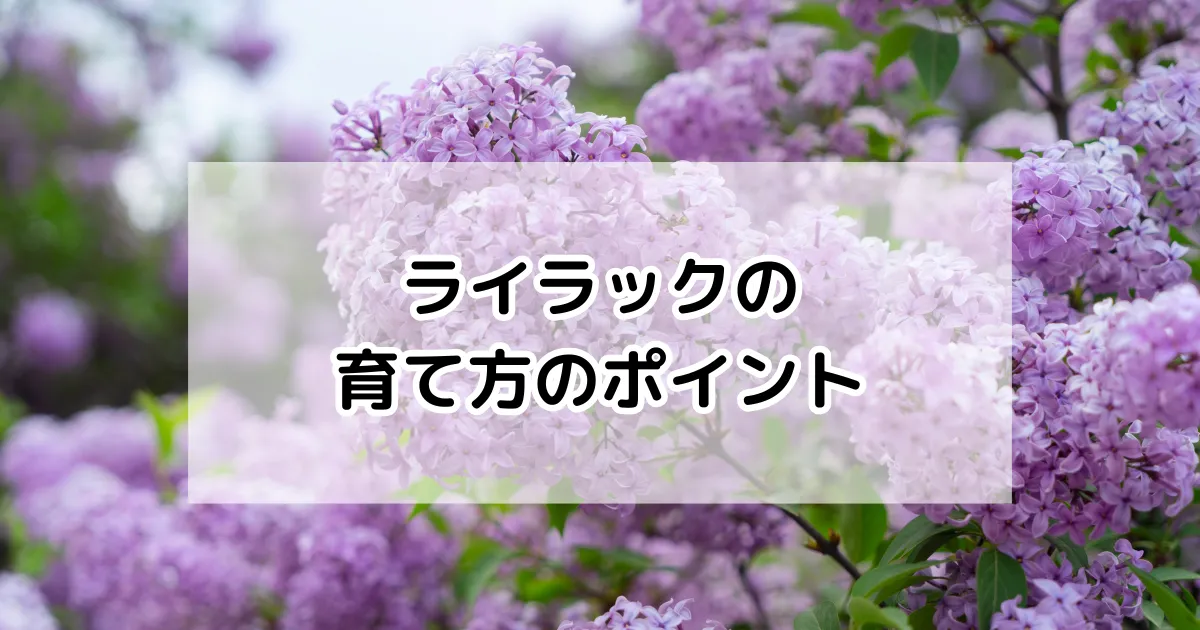 ライラックの育て方
