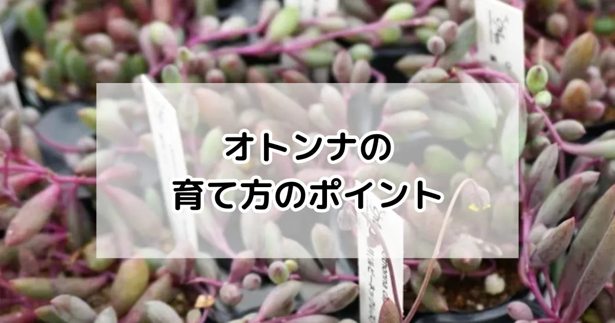 オトンナの育て方