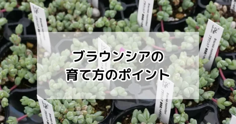 ブラウンシアの育て方
