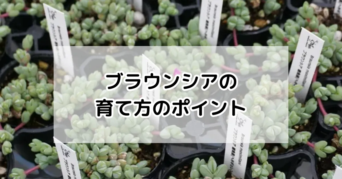 ブラウンシアの育て方