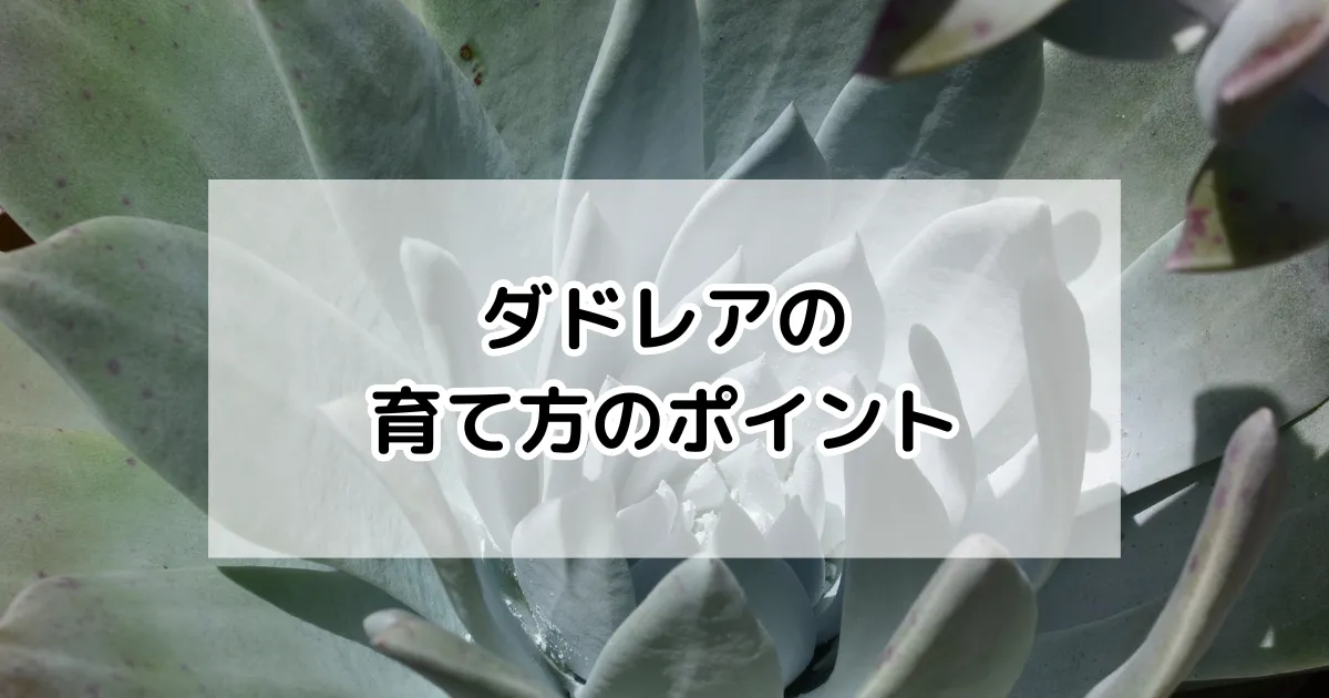 ダドレアの育て方