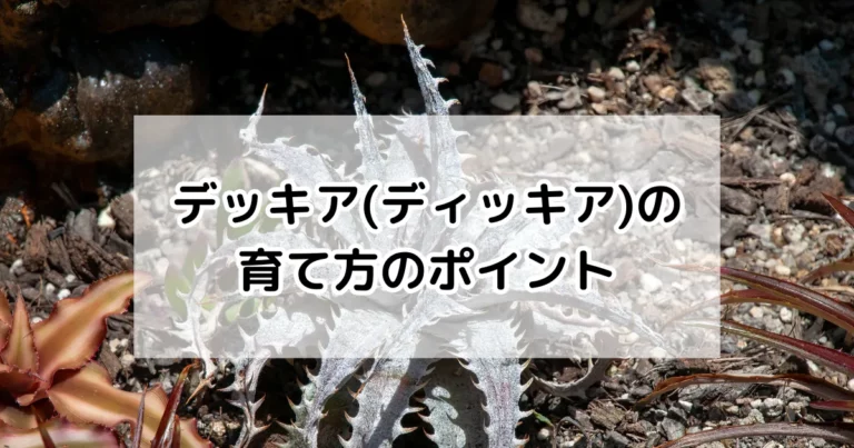 デッキア（ディッキア）の育て方