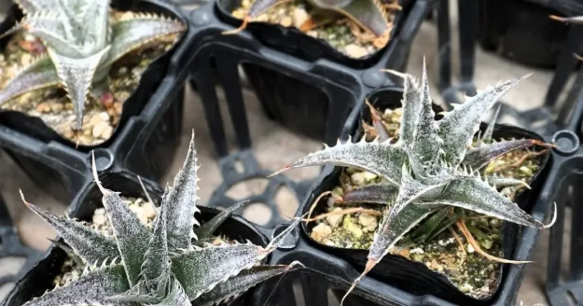 デッキア(ディッキア)の育て方