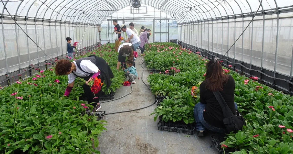 第3回ガデパフェスガーベラ花摘み体験