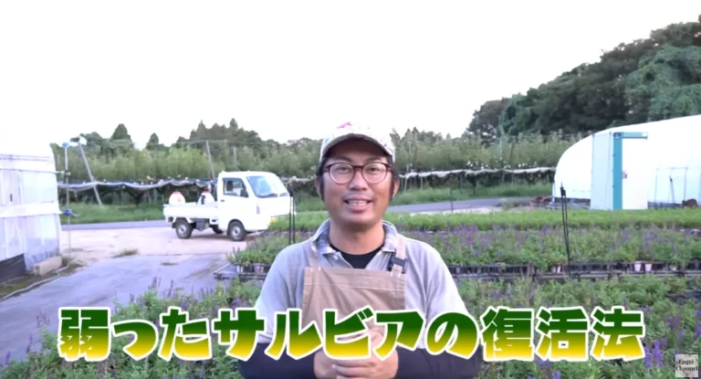 サルビアの復活法