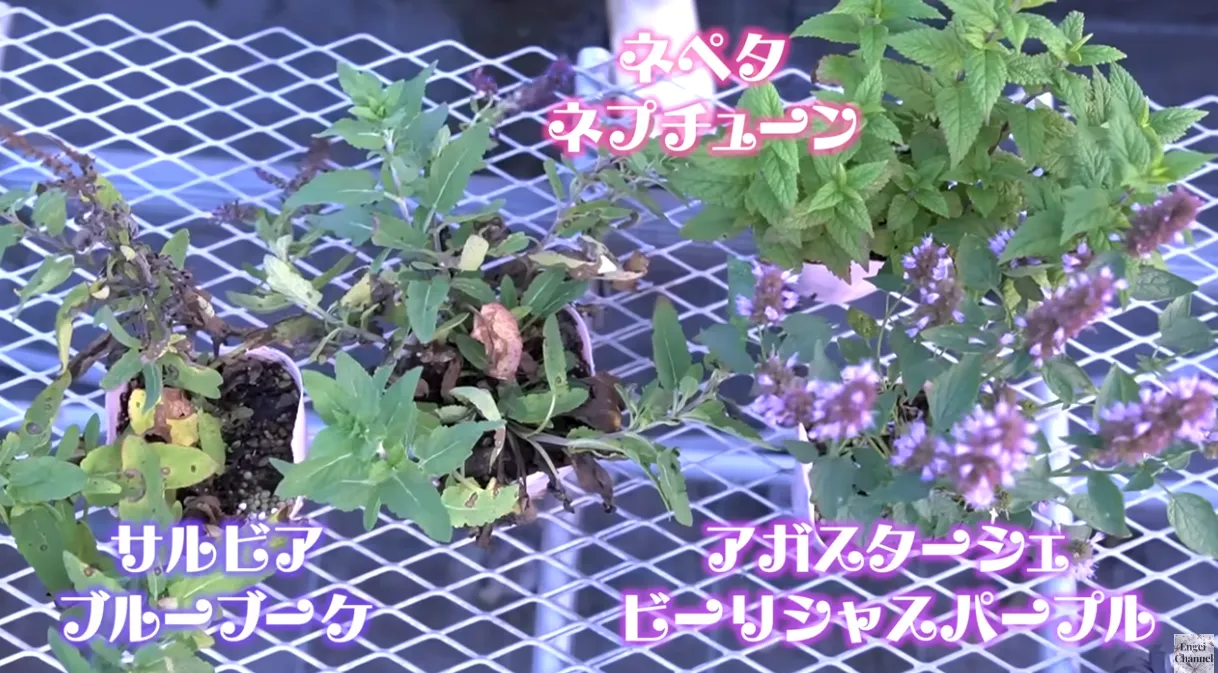 サルビアの復活法