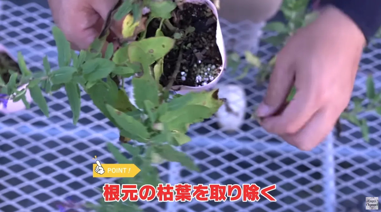 サルビアの復活法