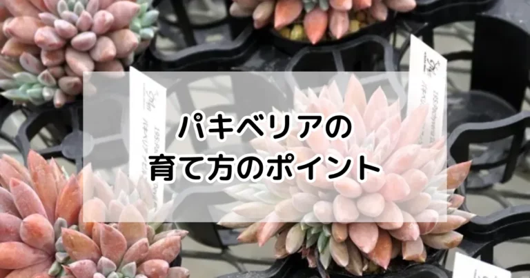 パキベリアの育て方