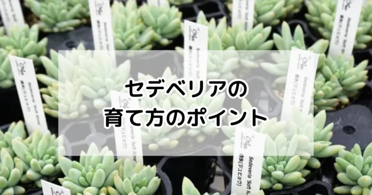 セデベリアの育て方