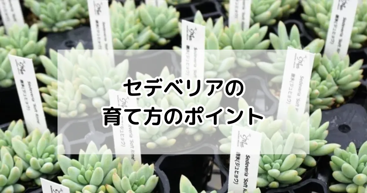 セデベリアの育て方