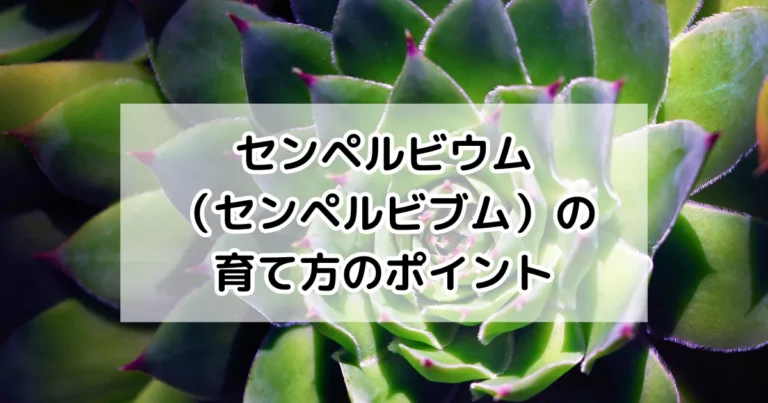 センペルビウムの育て方