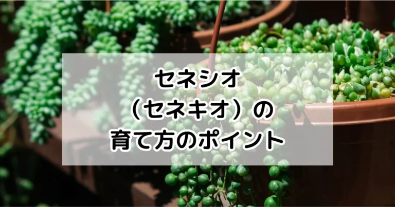 セネシオの育て方