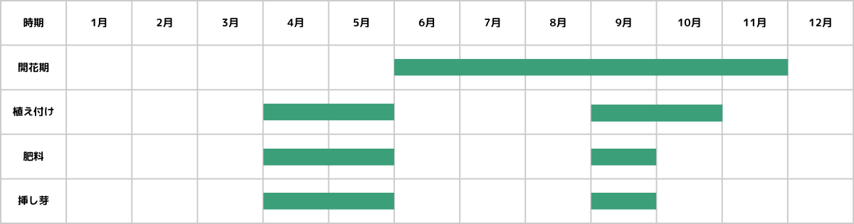 セネシオの栽培カレンダー