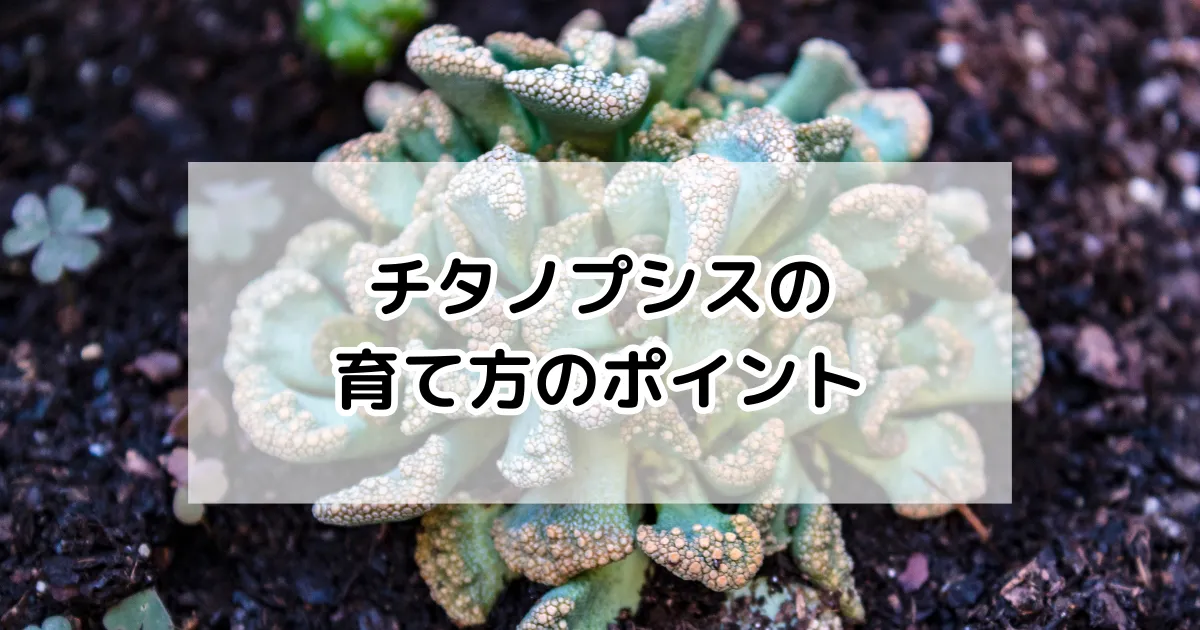 チタノプシスの育て方