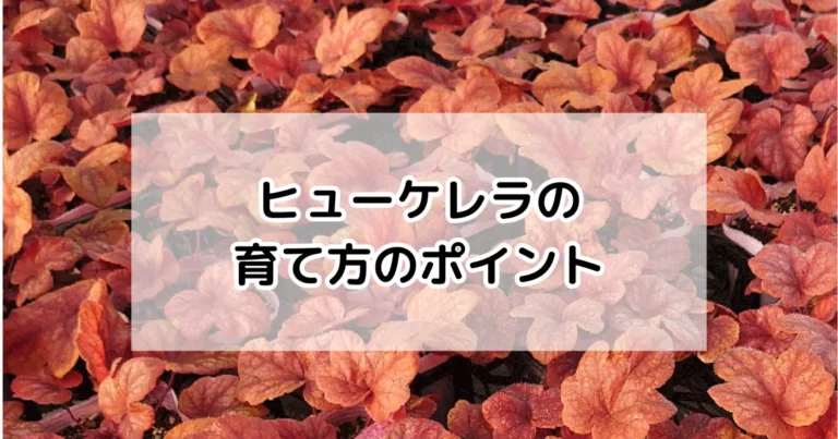 ヒューケレラの育て方