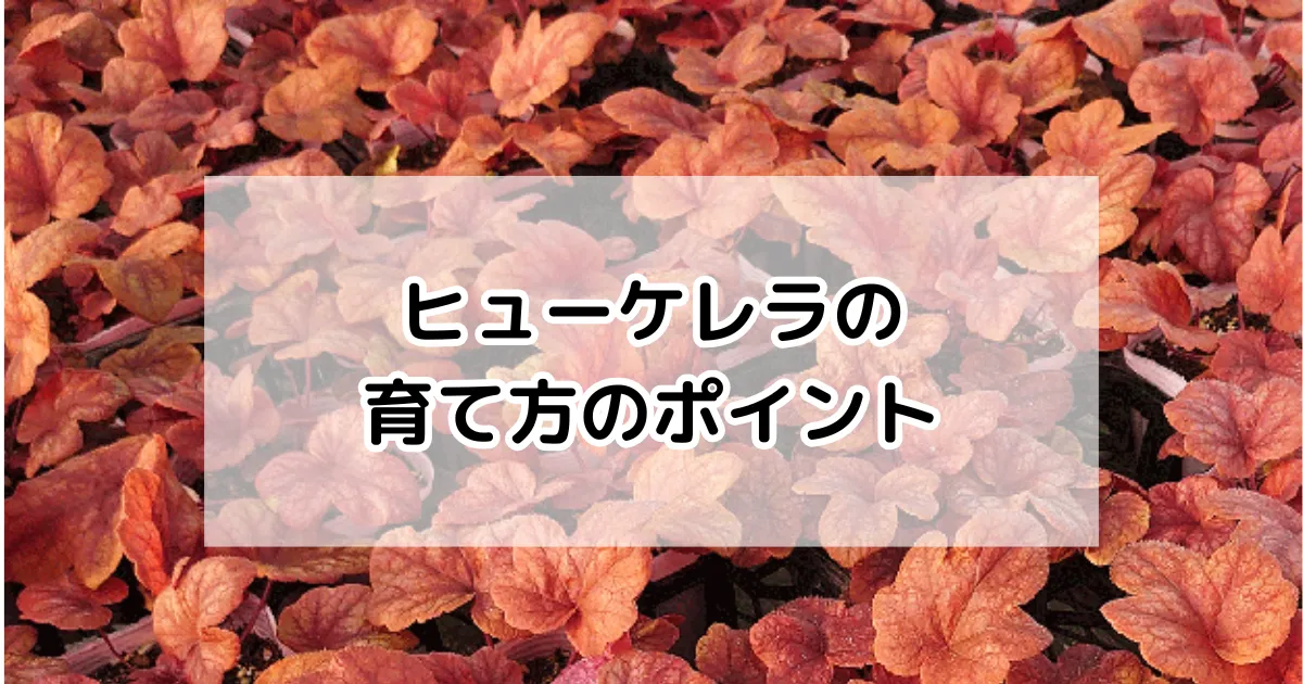 ヒューケレラの育て方