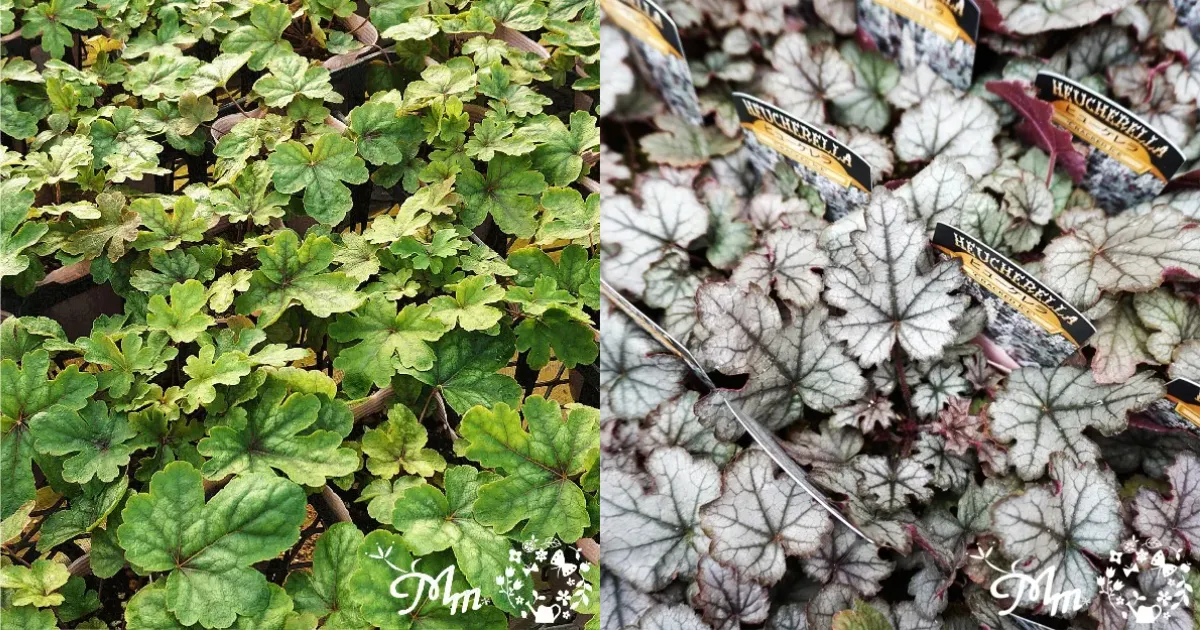 ヒューケレラの育て方