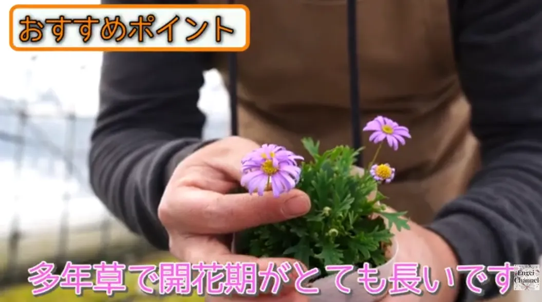 ブラキカムの育て方