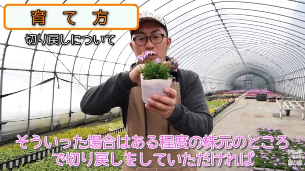 ブラキカムの育て方