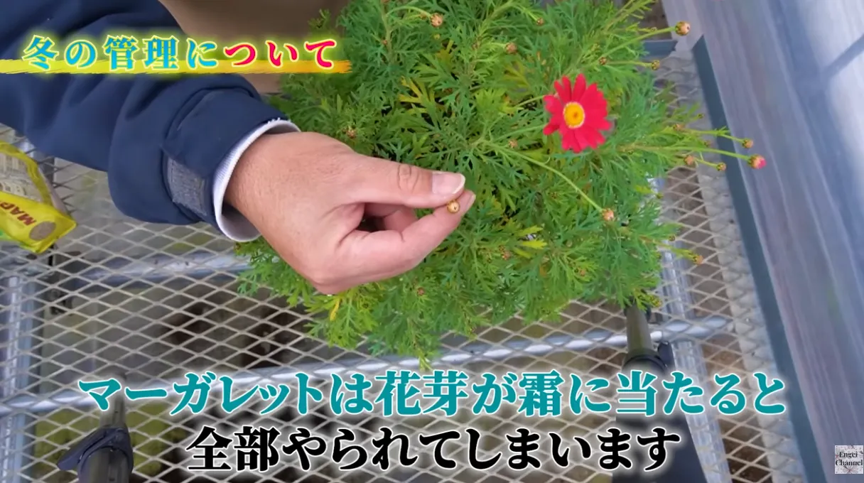 マーガレットの冬越し