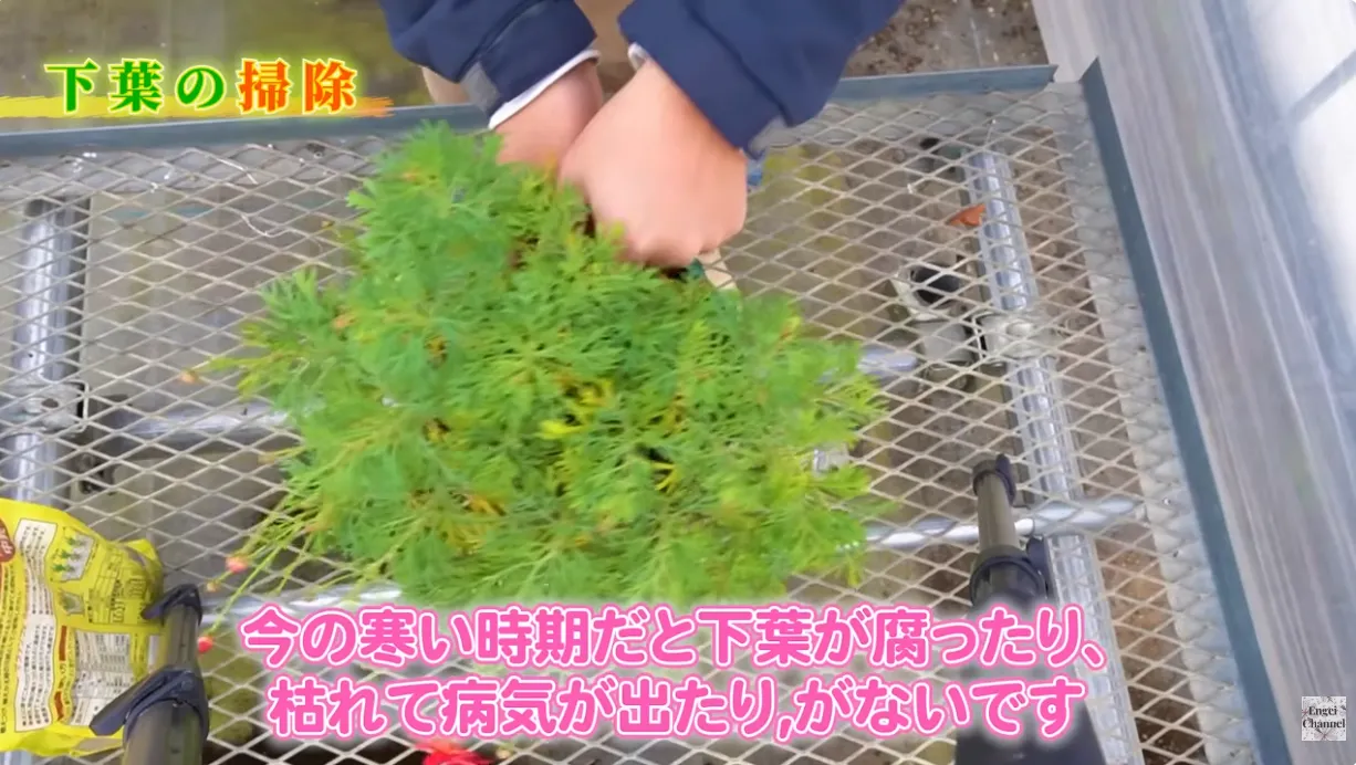 マーガレットの冬越し