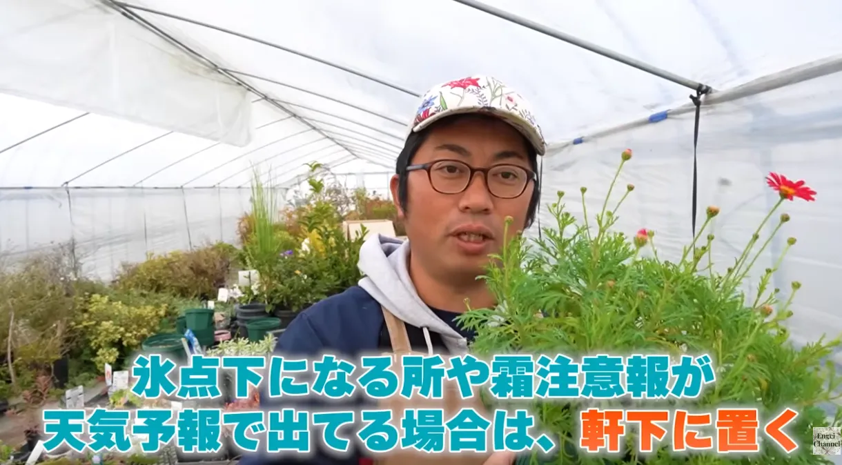 マーガレットの冬越し