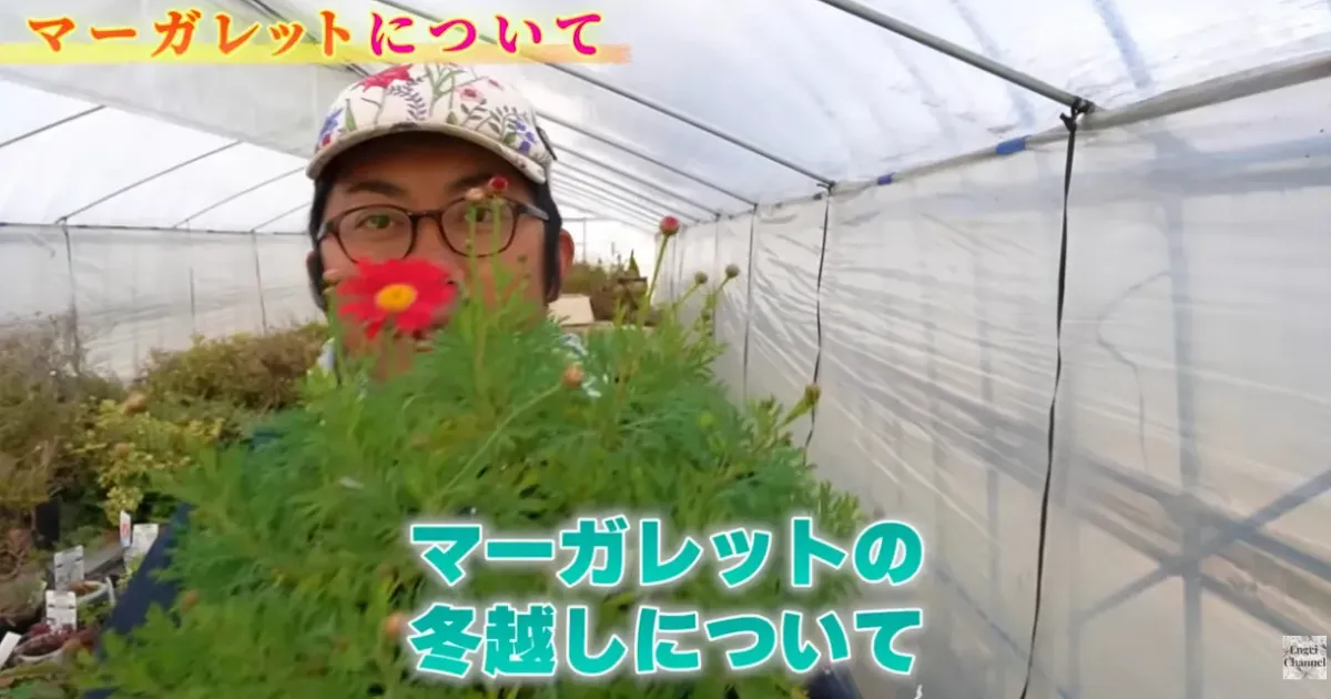 マーガレットの冬越し