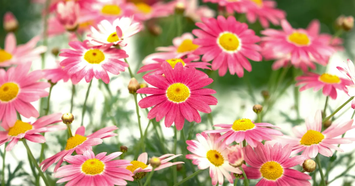 マーガレットの冬越し