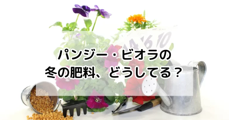 パンジー・ビオラの冬の肥料