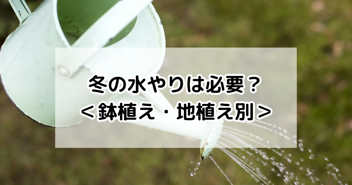 冬の水やり