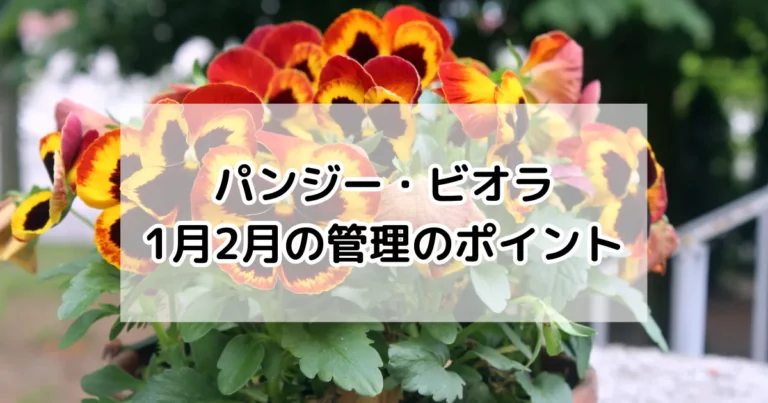 パンジー・ビオラ、1月2月の管理のポイント
