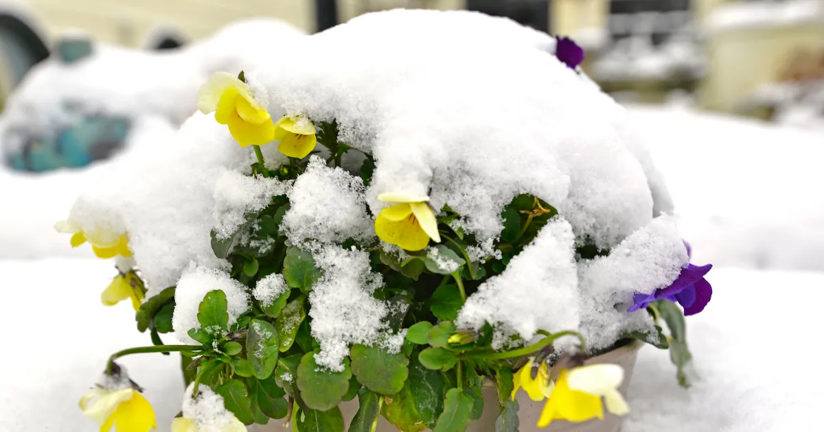 パンジー・ビオラ、1月2月の管理のポイント