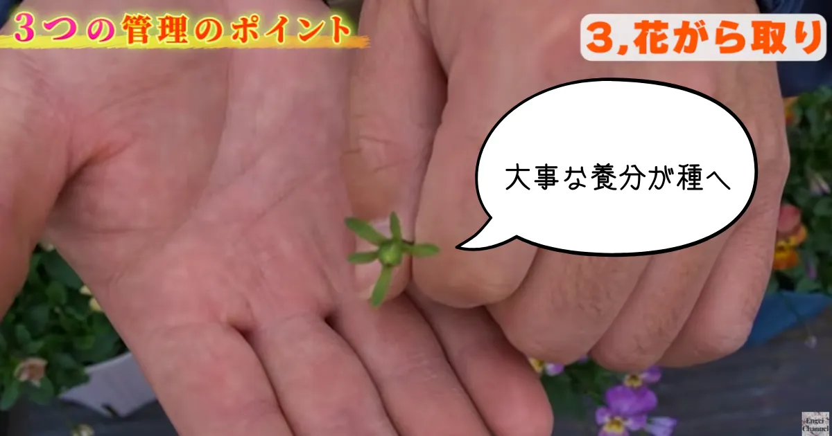 パンジー・ビオラ、1月2月の管理のポイント