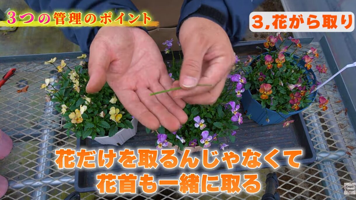 パンジー・ビオラ、1月2月の管理のポイント