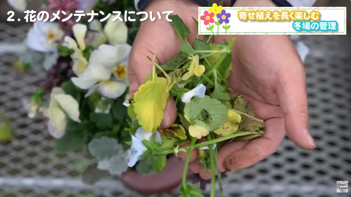 寄せ植えの管理　冬から春