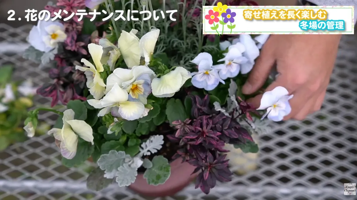 寄せ植えの管理　冬から春