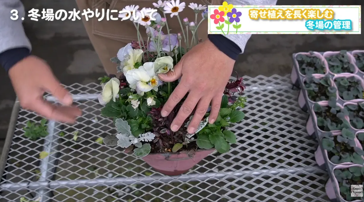 寄せ植えの管理　冬から春