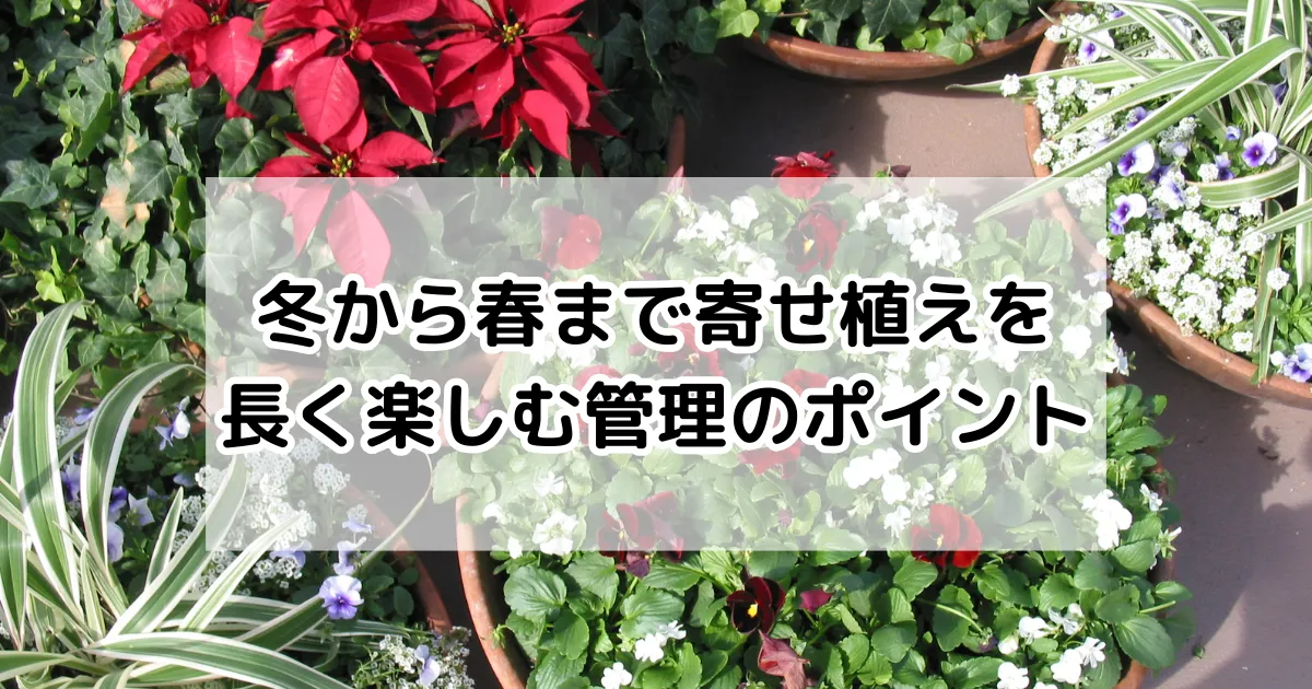 寄せ植えの管理　冬から春