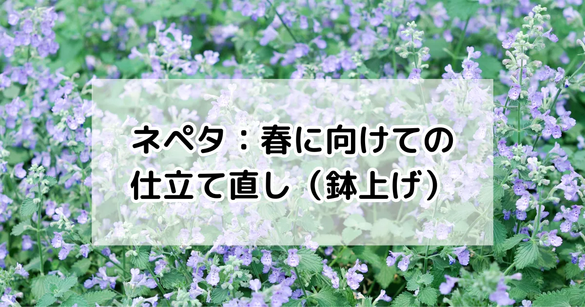 ネペタ：春に向けての仕立て直し（鉢上げ）