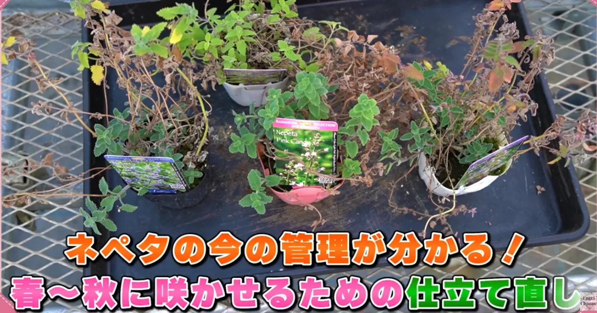 ネペタ：春に向けての仕立て直し（鉢上げ）