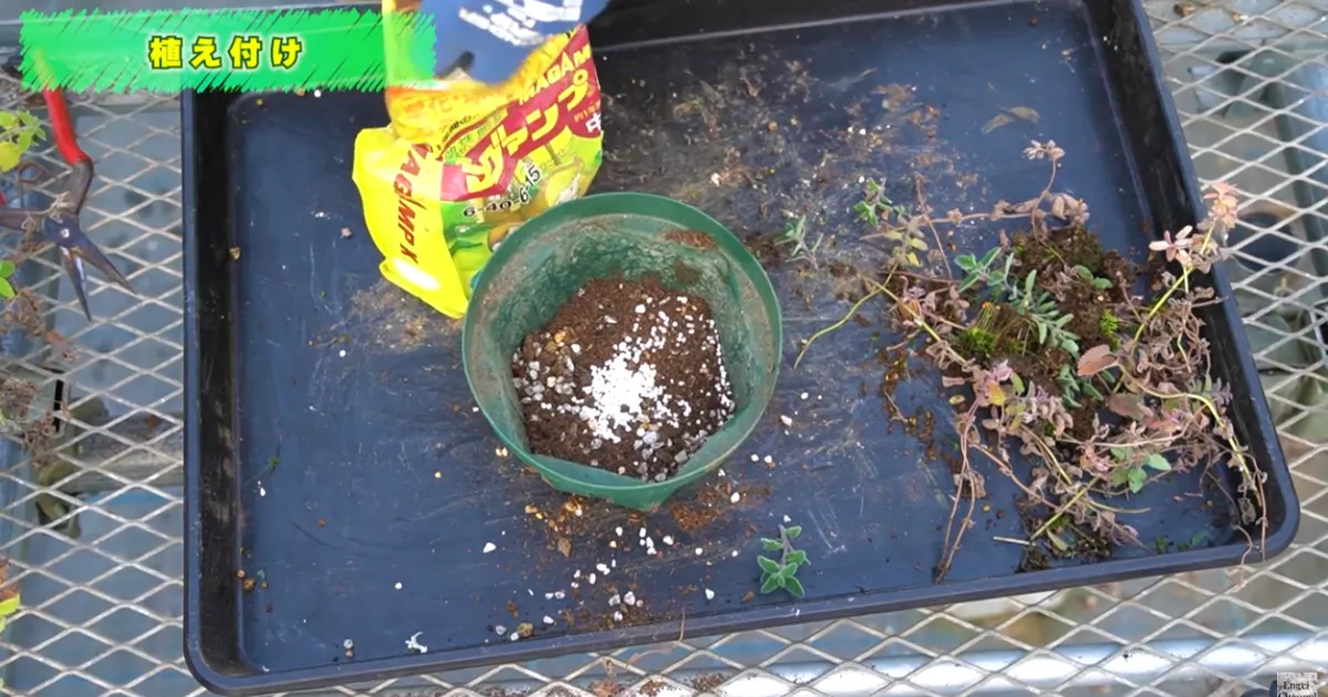 ネペタ：春に向けての仕立て直し（鉢上げ）