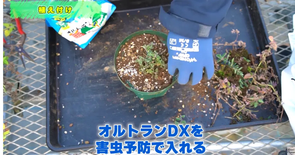 ネペタ：春に向けての仕立て直し（鉢上げ）