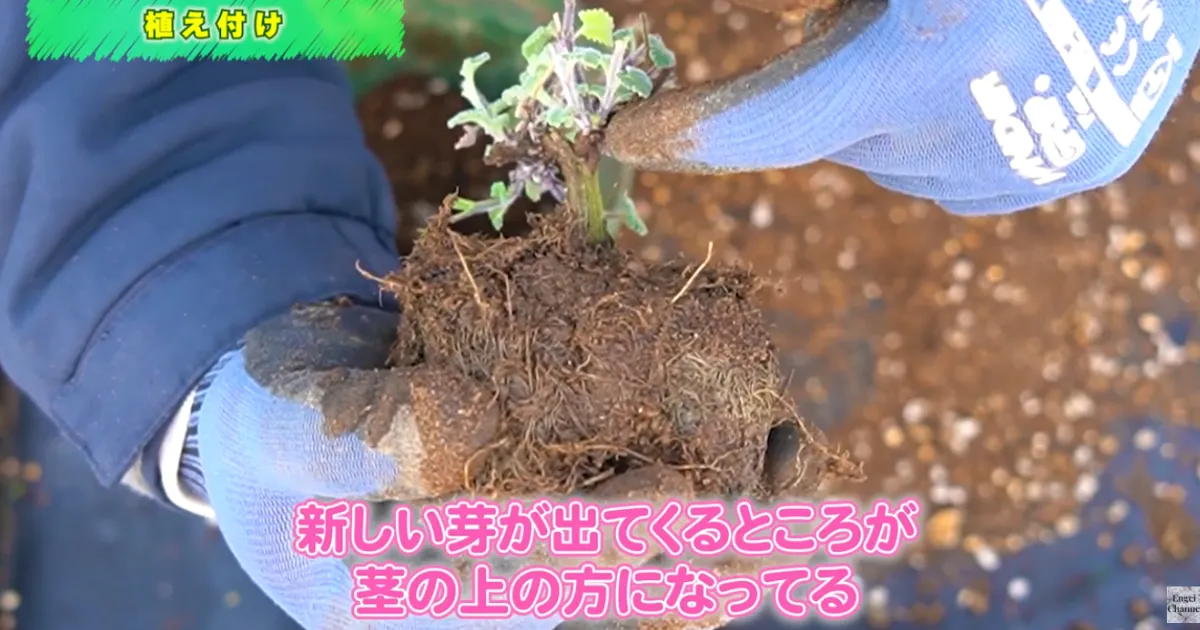 ネペタ：春に向けての仕立て直し（鉢上げ）