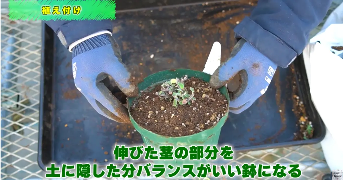 ネペタ：春に向けての仕立て直し（鉢上げ）