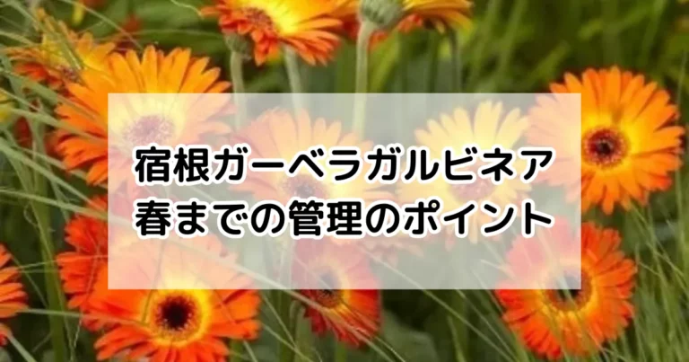 ガーベラガルビネアの春までの管理のポイント