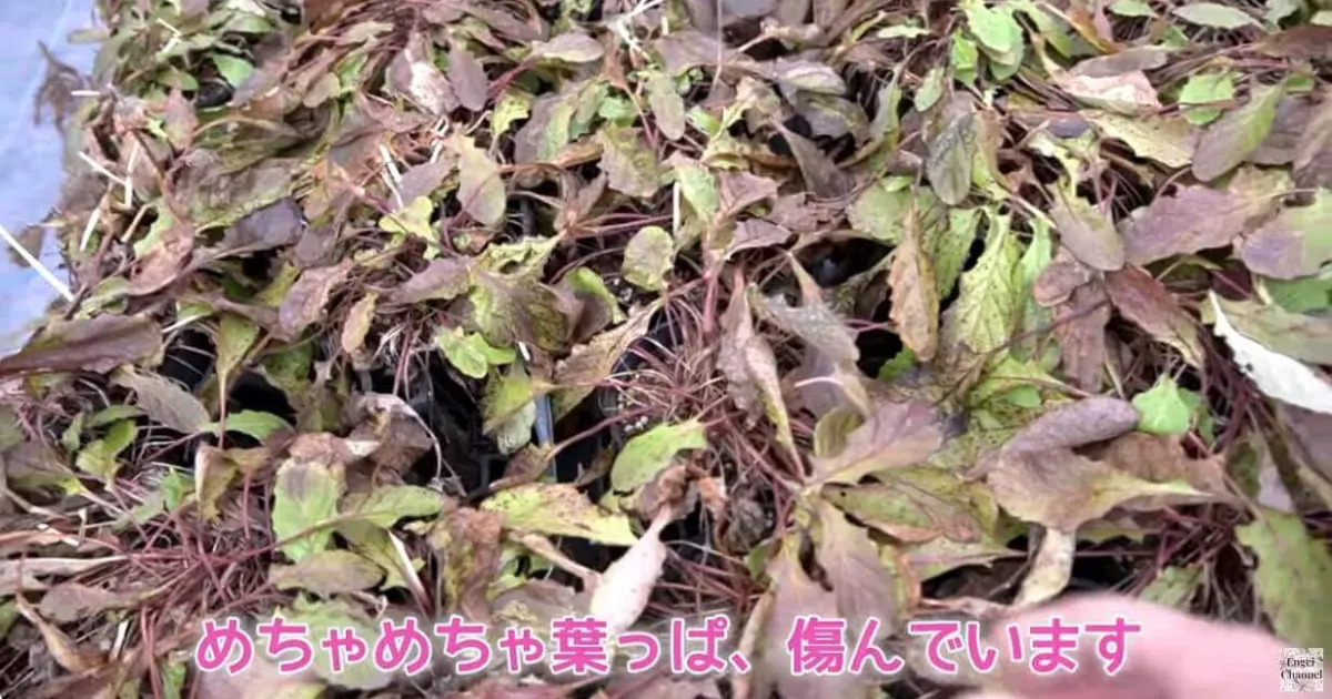 ガーベラガルビネアの春までの管理のポイント