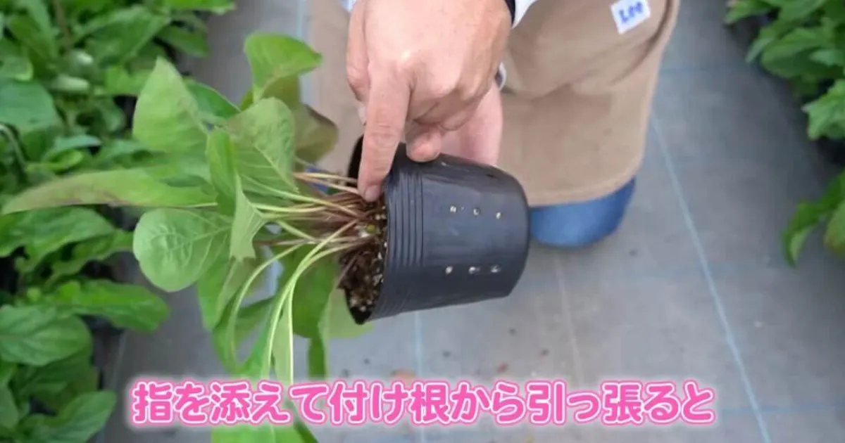 ガーベラガルビネアの春までの管理のポイント