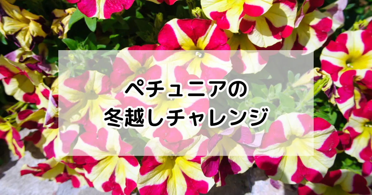 ペチュニアの冬越しチャレンジ